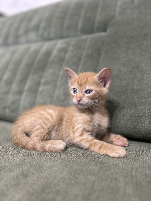 Продаются милые котята