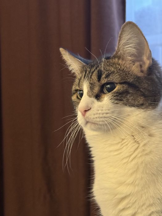 Отдам в хорошие, добрые  руки ,