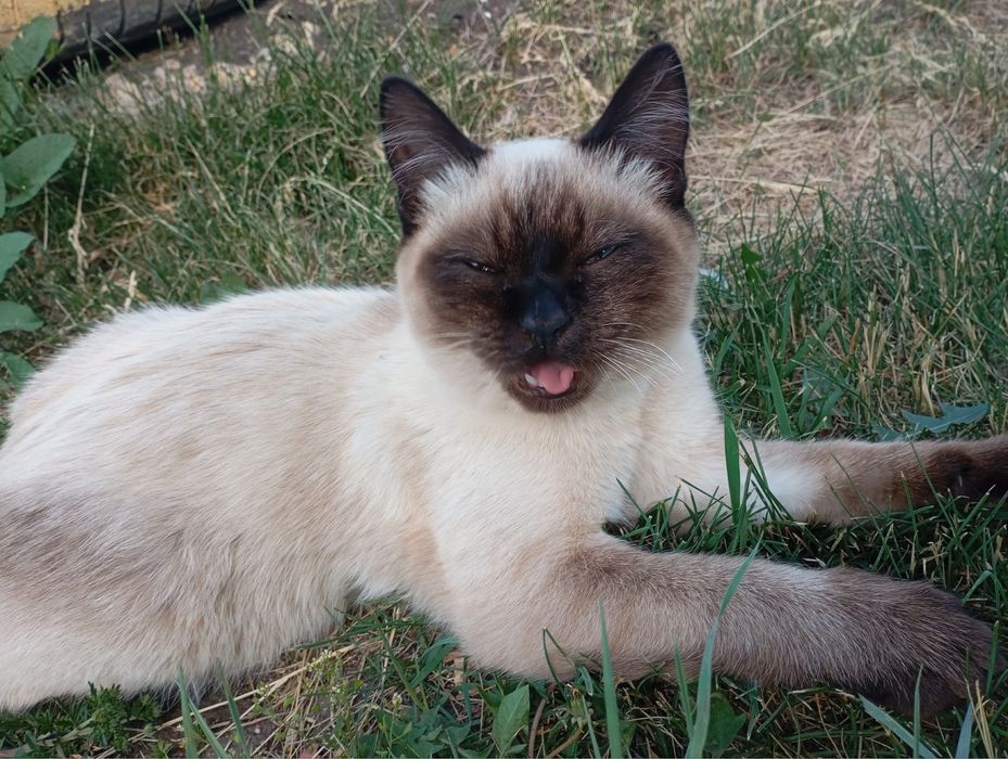Отдам котёнка даром