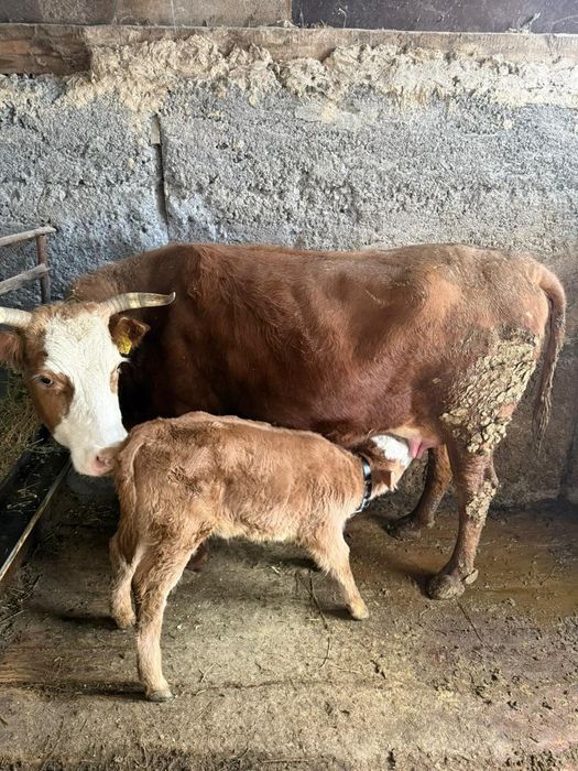 Продам корову с теленкой