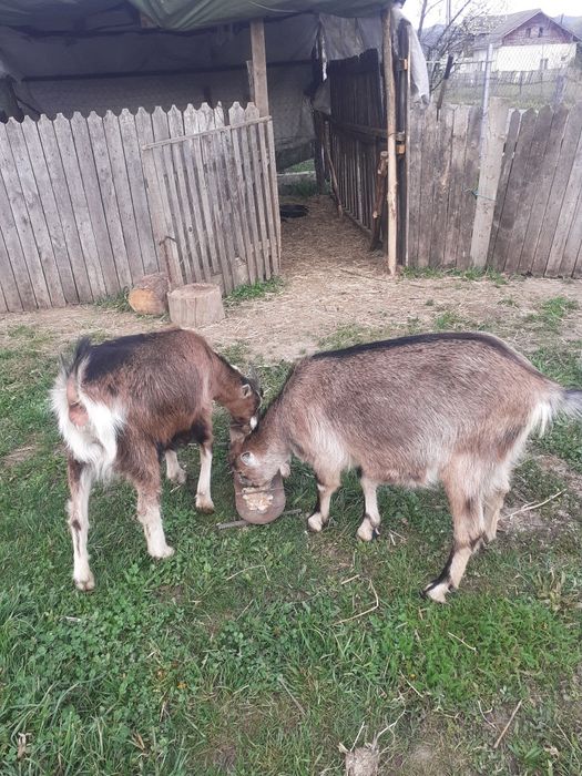 Capre de vânzare franceză Alpină și Inubian