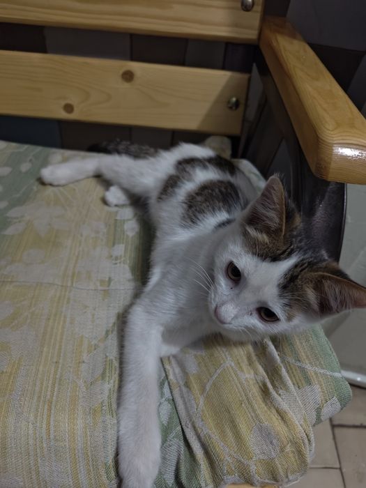 котенок в хорошие руки