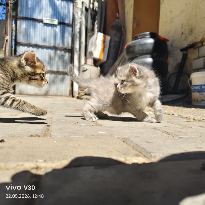 Котята даром, милые друзья
