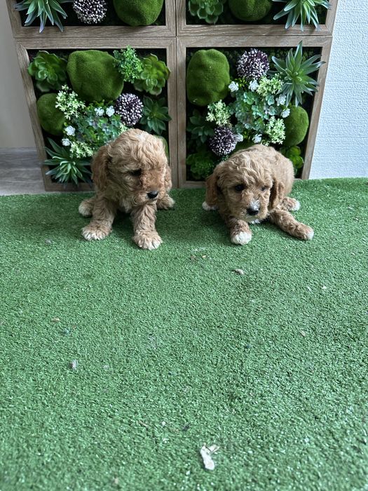 Пудел - Той.