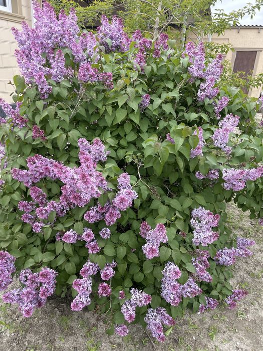 Продается сирень.