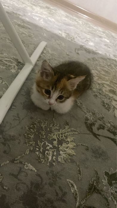 Котенок в добрые руки