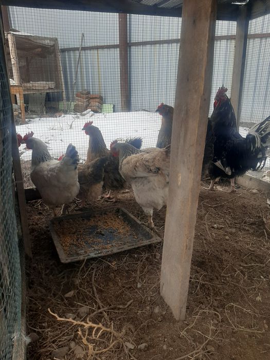 Продам куры домашние