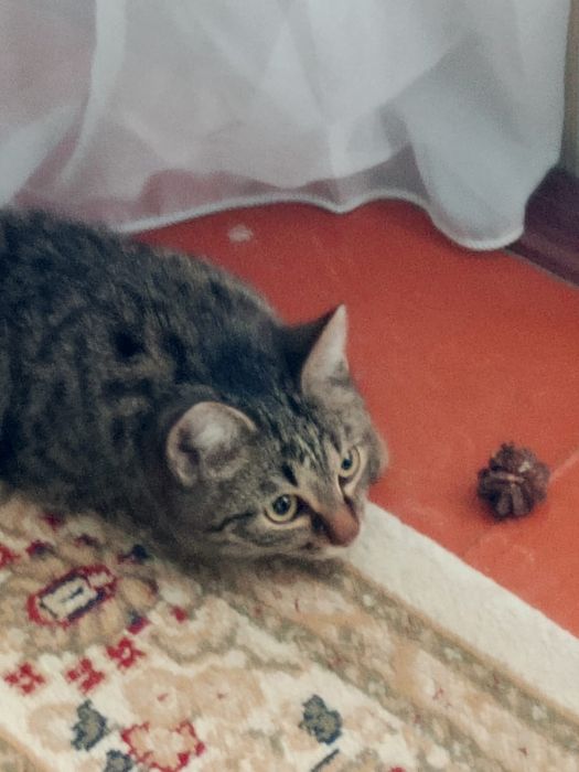 Отдам в добрые руки