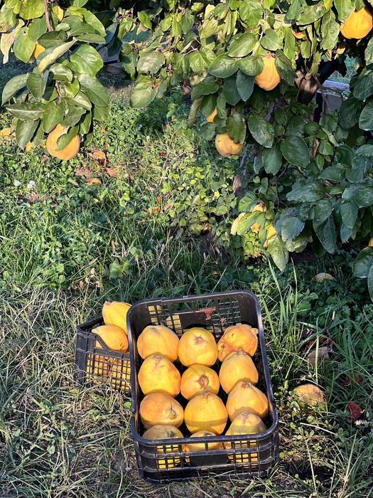 Зрели жълти дюли за производство на дюлева ракия