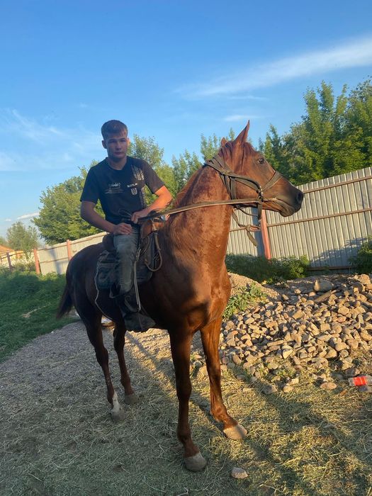 Продам Айгыра 6 лет англо араб