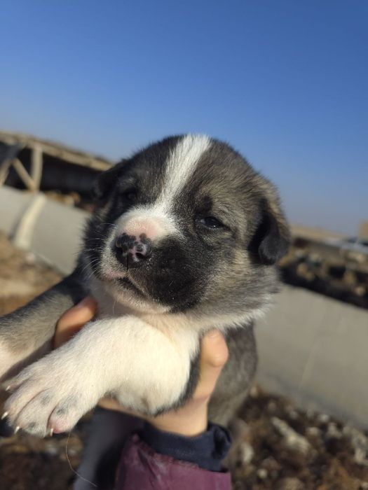 Zotdor cho'pon itlar