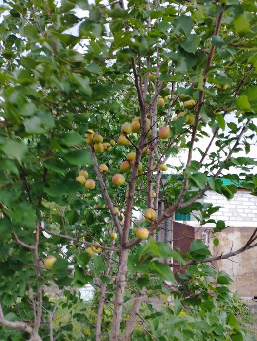 Продам дачу в СО Колос