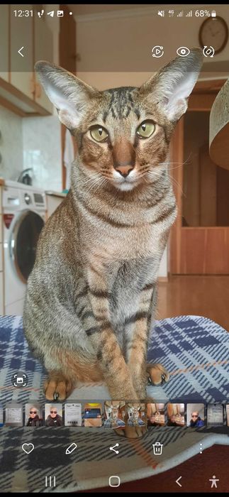 Кот породы Ориентал