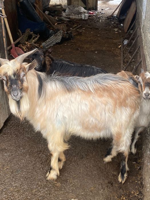 Vând capre la gramada