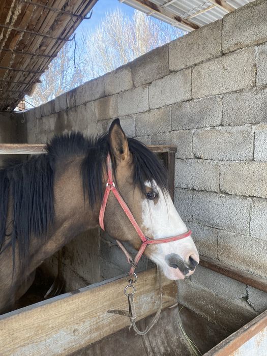 Бие құлында жасы 3 те