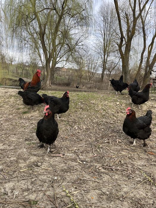 Oua Marans negru aramiu