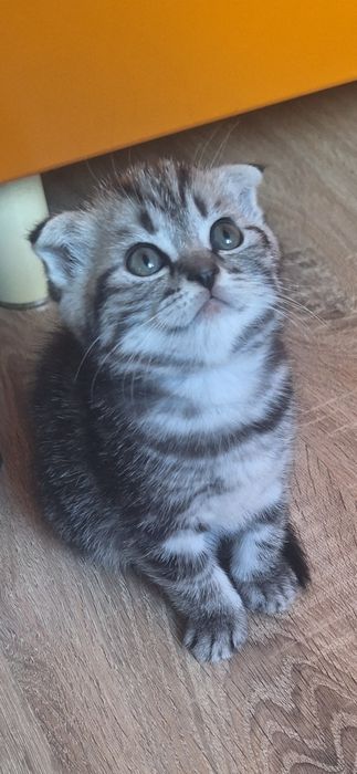 Котята шотландской породы