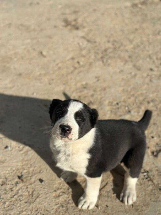 алабай күшік ит алабай