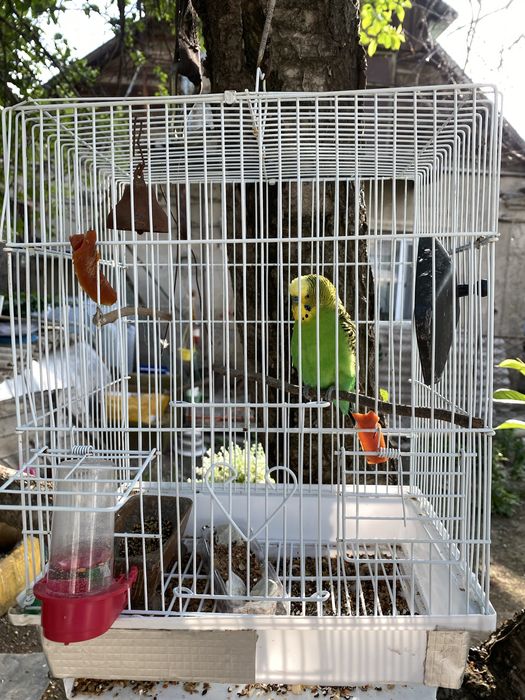 Волнистый попугай.