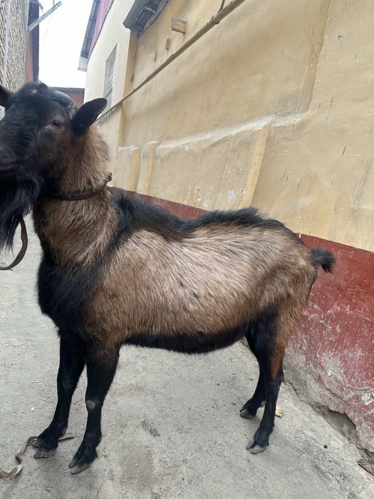 Erkak Alpen echkisi sotiladi narxi kelishiladi