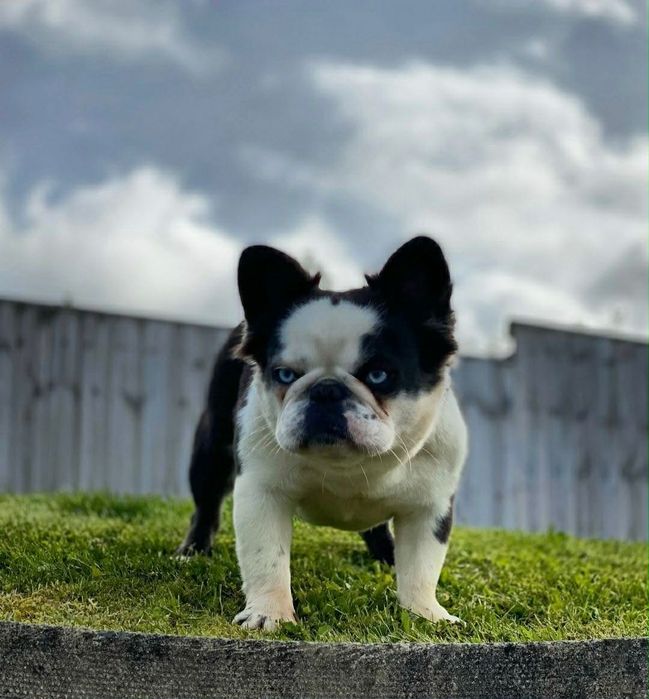 French bulldog for new home