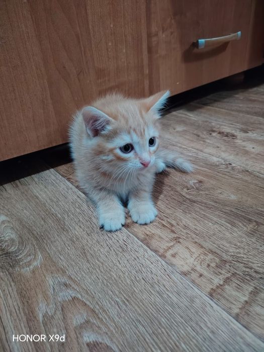 Отдам Кошек бесплатно
