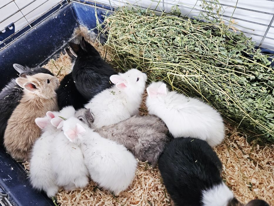 Iepurași pitici cap de leu, Cadou de Paste