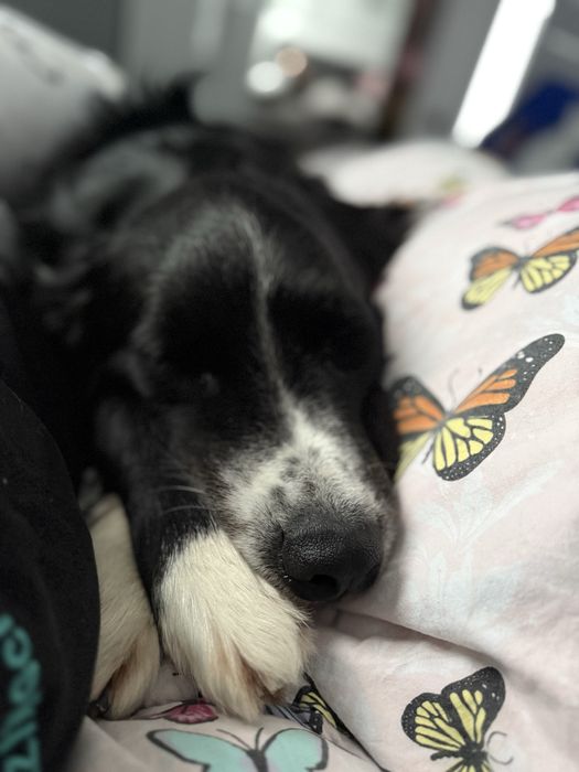 Pet sitting - Cluj-Napoca-Jucu