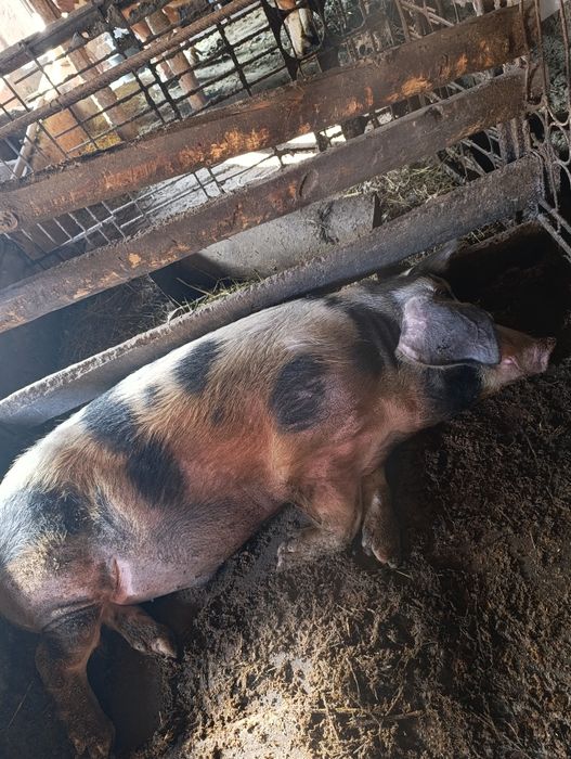 продам кабана, рабочий