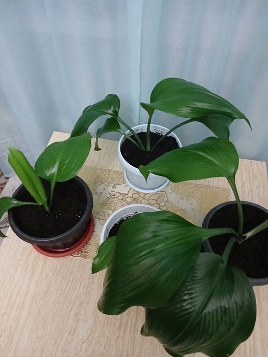 Цветущая лилия продам