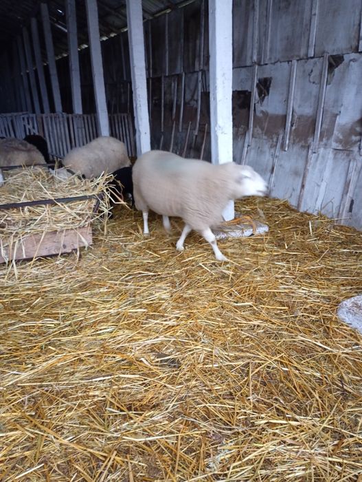 Berbec texel de vânzare