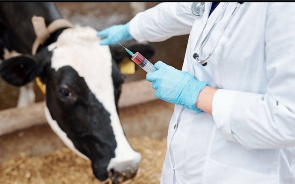 Veterinariya hizmati 24/7