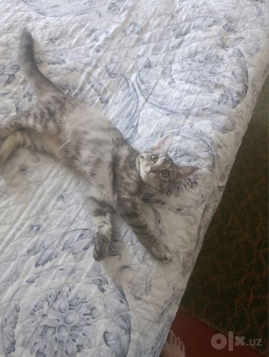 Отдаю добрую и умную кошечку