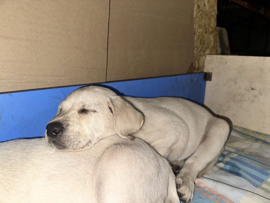 Девочка лабрадор