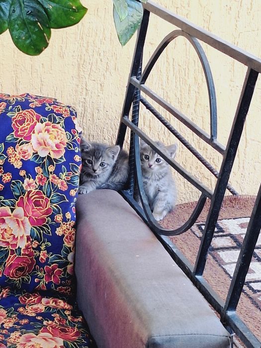 Миленькие котята