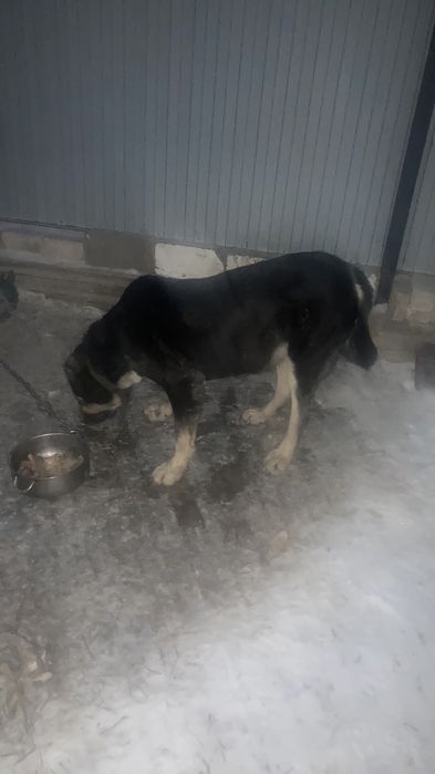 Продам алабай сао