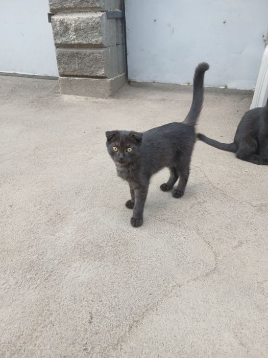 Отдам котиков бесплатно