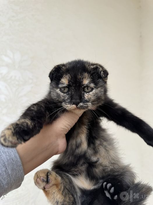 Mushuk bolasi scottish fold