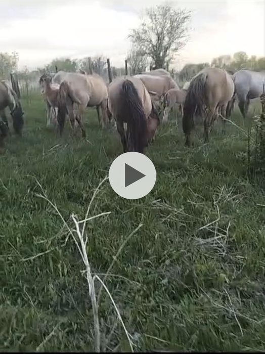 Жылқылар құлынды бие Мұғалжар пародалы