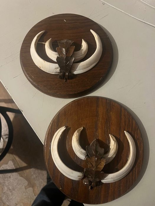 Трофеи от антилопа Елен, Гну и Антилопа цените са за брой