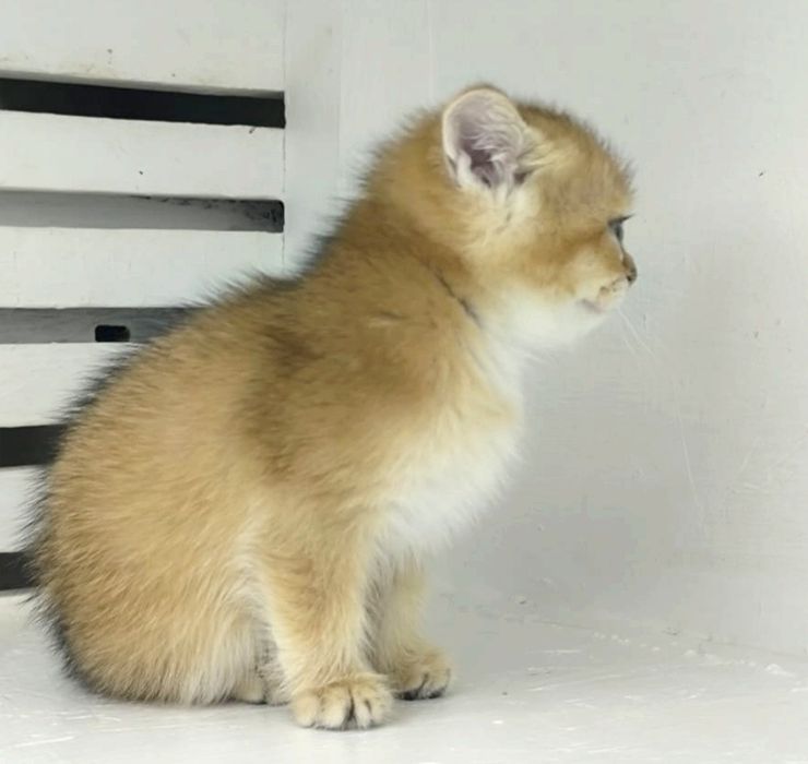 КоТик БриТансКий ЗолоТой 2 мес