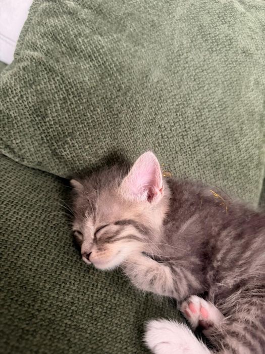 Котенок мальчик в добрые руки