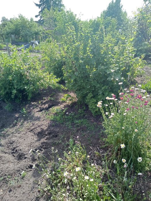 Продам дачу в СО Автомобилист