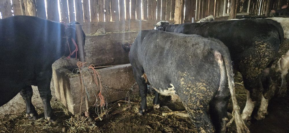 Vând 11 tauri și o vitica