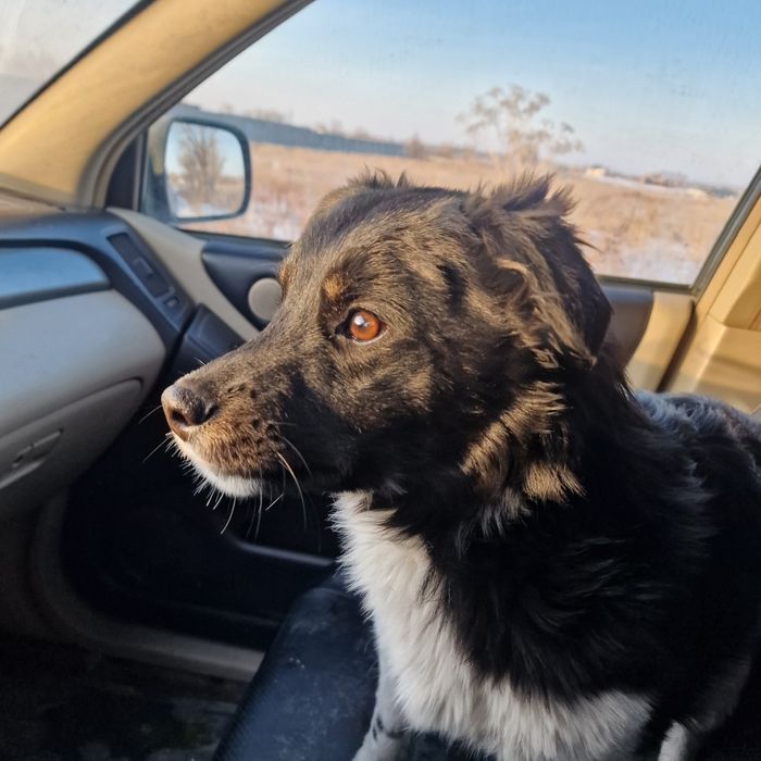 Щенок из приюта Хвостатый рай