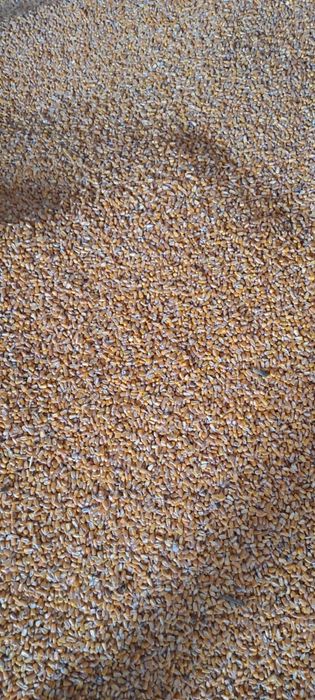 Vand grau si porumb!