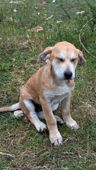 Сладки кученца търсят дом