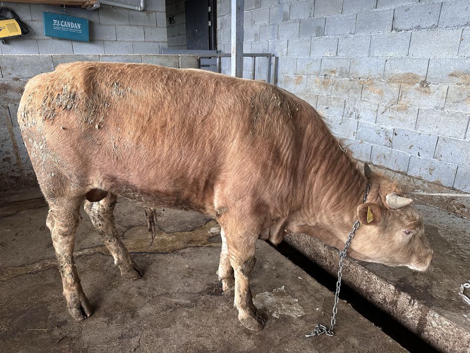 Бычки возраст 1,5.