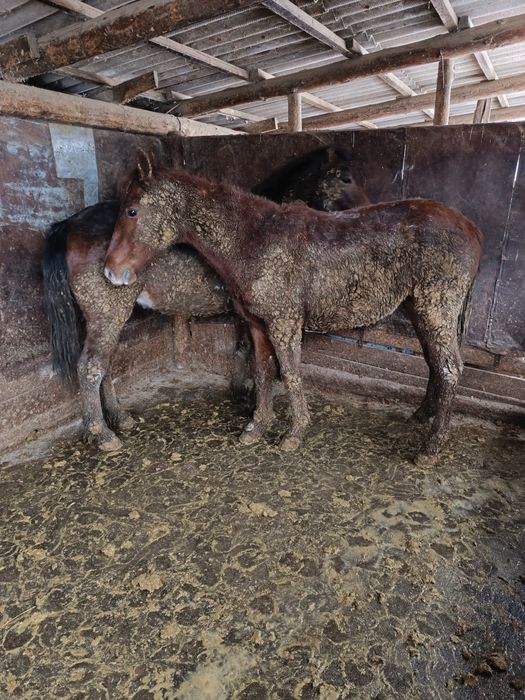 Байтал сатылады семиз!