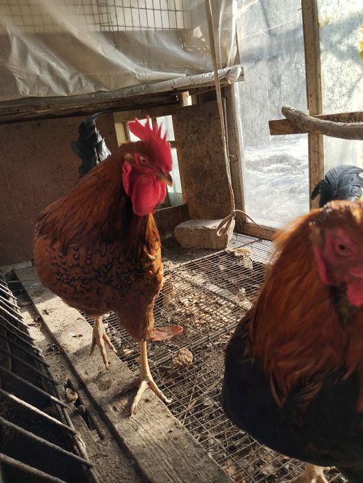 Продаем 2петуха кученские